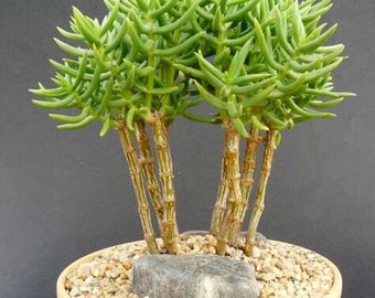 3+ Crassula Tetragona Succulents 6” Stems, Miniature Pine Tree for