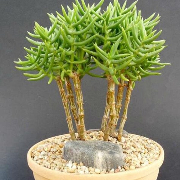 3+ Crassula Tetragona succulents 6”, Miniature Pine Tree for Bonsai, heat and drought tolerant, tall center piece for planters, landscaping