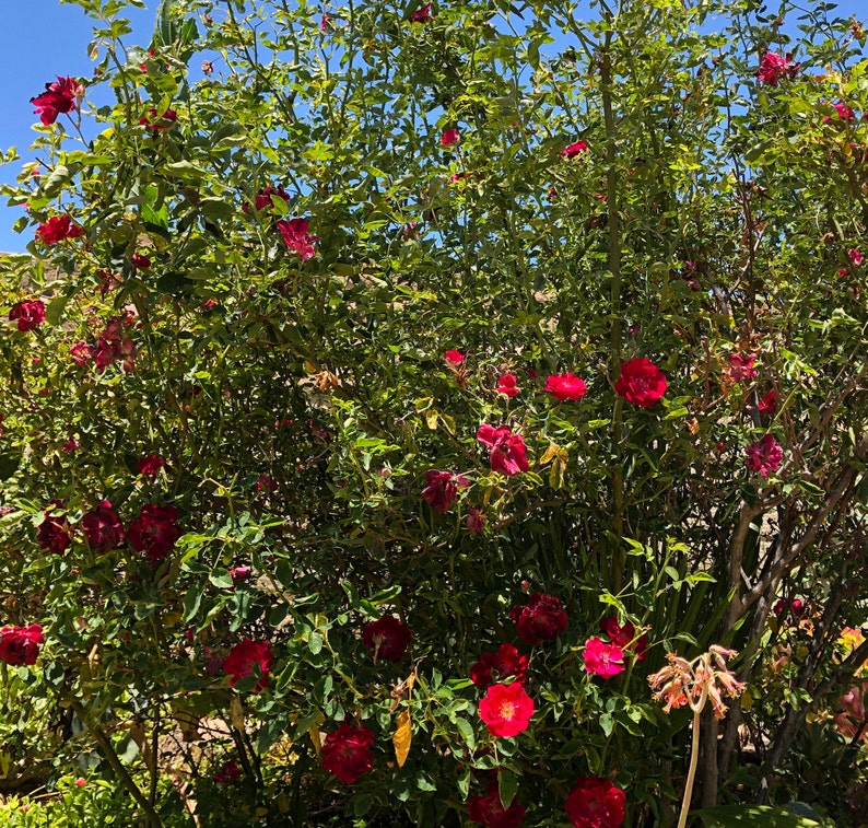 20 Sterilized Climbing Rose Stem Cuttings for Propagation No Etsy