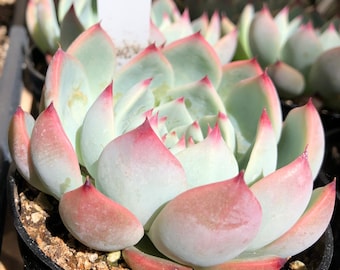 Echeveria Parva succulent, well rooted plant. Rare hardy succulent