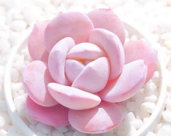 May include: A close-up of a pink succulent plant with fleshy leaves arranged in a rosette shape. The succulent is sitting on a bed of white pebbles.