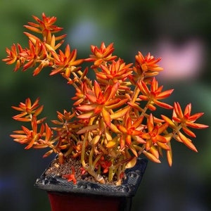 California sunset, bright Orange Rare Hardy Succulent, very EASY for stem propagation