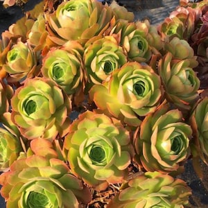 Aeonium Blushing Beauty, large stem cuttings, multiple colors change through seasons, easy to propagate from stems, as easy as jade plant Bild 3