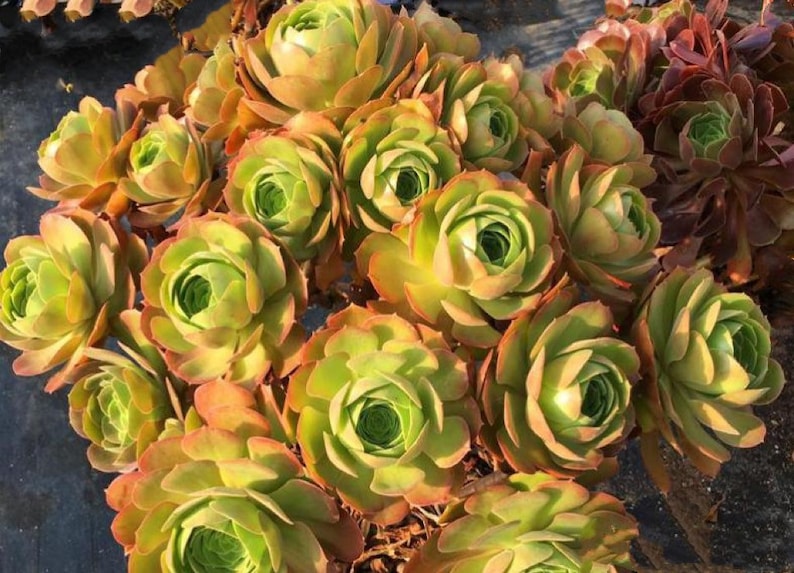 Aeonium Blushing Beauty, large stem cuttings, multiple colors change through seasons, easy to propagate from stems, as easy as jade plant Bild 3