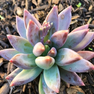 Pachyphytum Compactum petit bijou, succulentes rares image 5