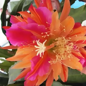 May include: Close-up of a vibrant flower with layers of petals in shades of pink, orange, and red. The center features a cluster of yellow stamens and a white, star-shaped structure. The flower is a botanical specimen.