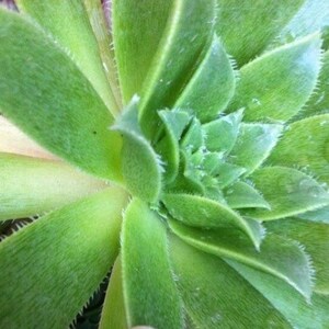 Aeonium Simsii, variété succulente limitée, rayures noires spéciales sur les feuilles avec beaucoup de soleil image 3