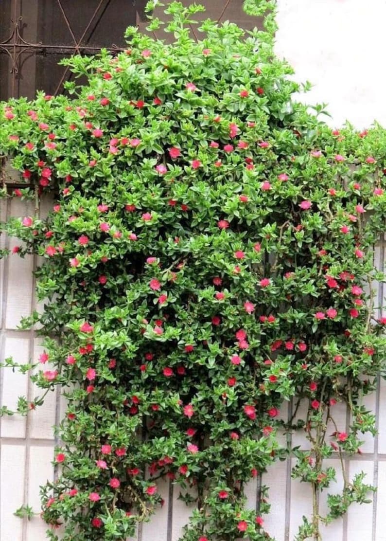Red Apple Ice Plant 'baby Sun Rose' Ground Cover Etsy