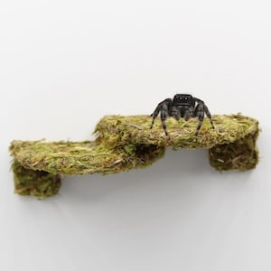 May include: A black jumping spider rests on a small, moss-covered structure. The structure has a stepped design, with a natural, earthy green color. The spider is in sharp focus against a plain white background.
