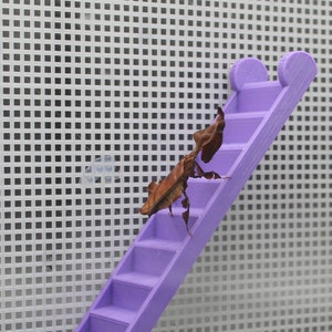 Magnetic Jumping Spider Mantis Staircase