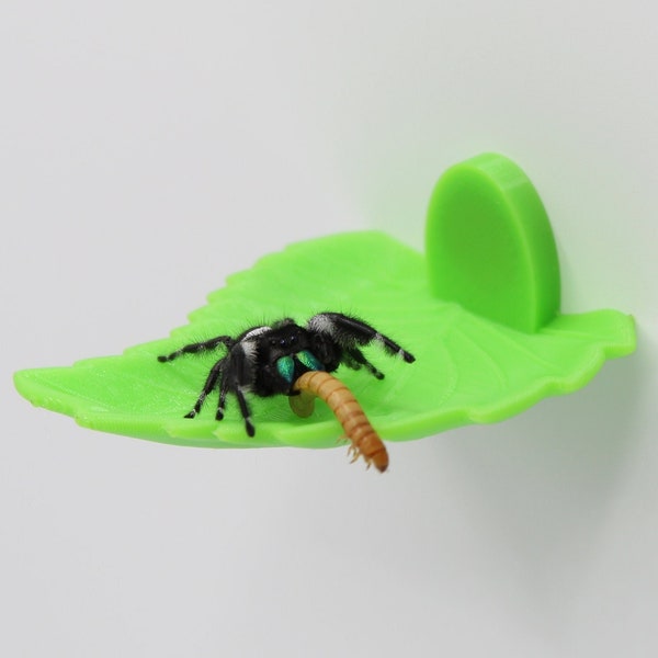 Magnetic Jumping Spider Leaf Feed Ledge