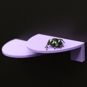 Magnetic Jumping Spider Ledge