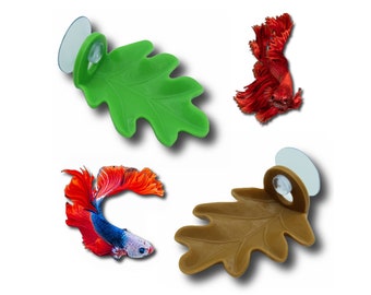 Betta's Leafy Lounge | Żaby, Ryby, Afrykańska żaba karłowata, Bojownik