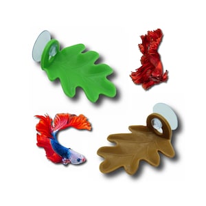 Betta&#39;s Leafy Lounge | Frogs, Fish, African Dwarf Frog, Betta Fish