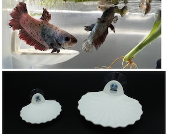 Betta Fish Clam Ledge