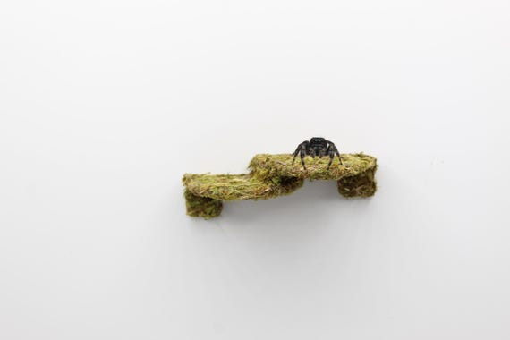 Magnetic Jumping Spider Moss Ledge