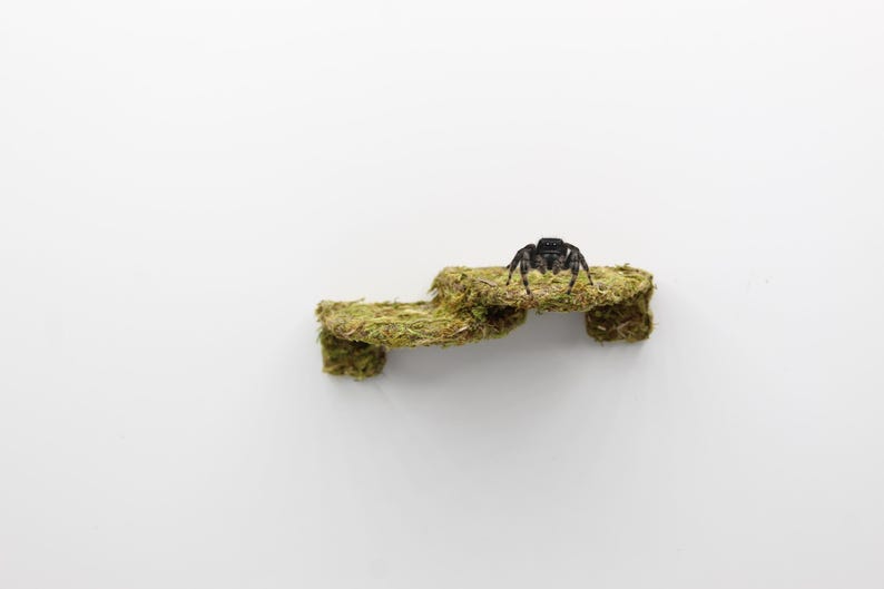 May include: A black jumping spider rests on a small, moss-covered structure. The structure has a stepped design, with a natural, earthy green color. The spider is in sharp focus against a plain white background.