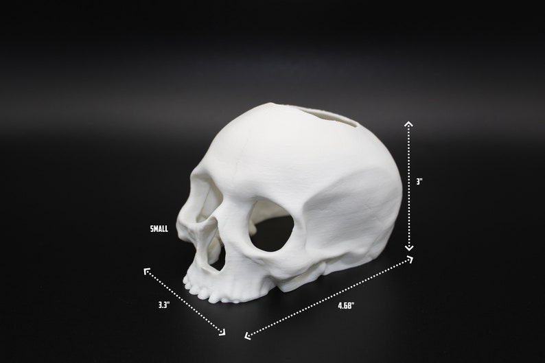 Może przedstawiać: Biała plastikowa rzeźba czaszki z otworem na g&oacute;rze. Czaszka ma 7,6 cm szerokości, 11,9 cm długości i 12,7 cm wysokości.