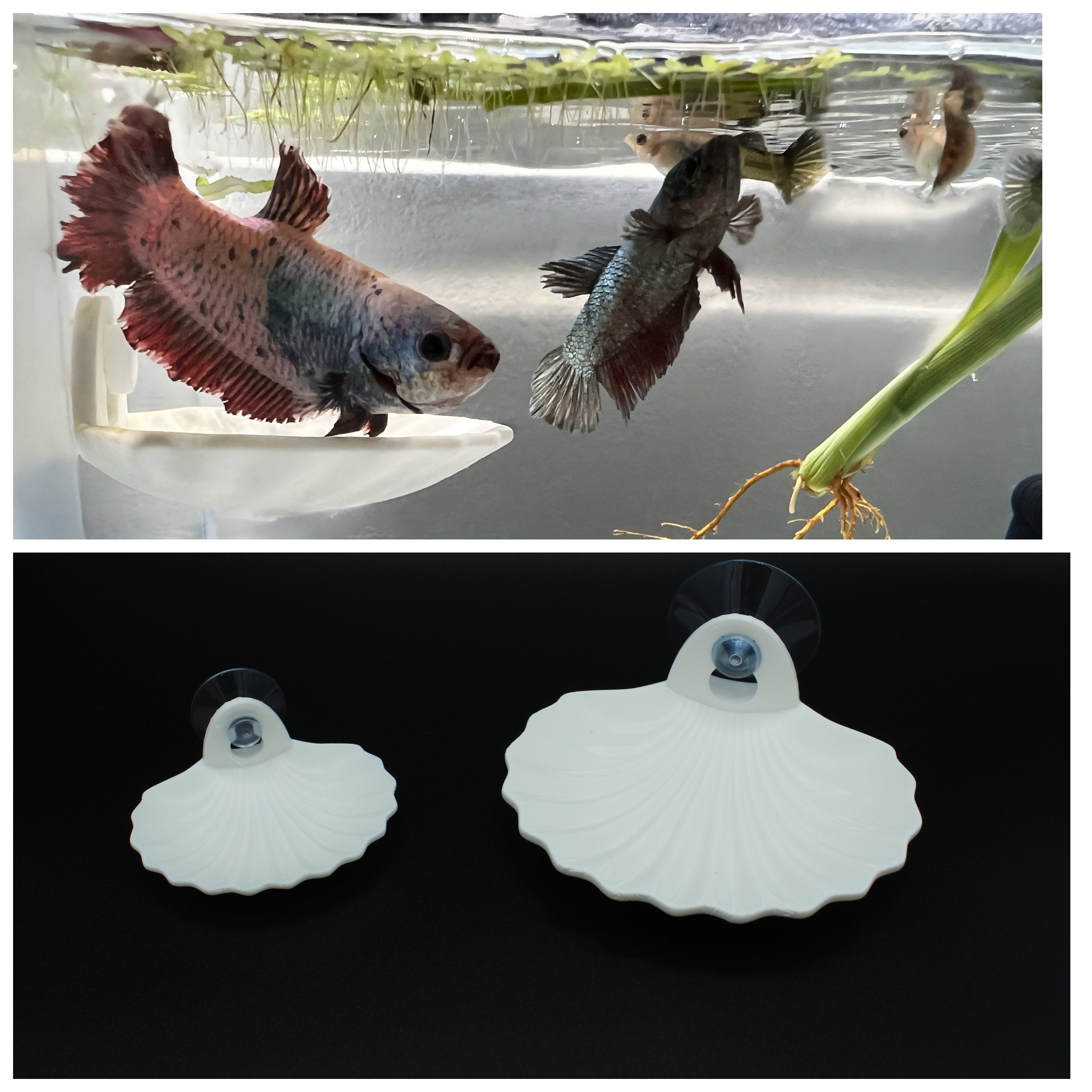 Betta fish cost walmart deals