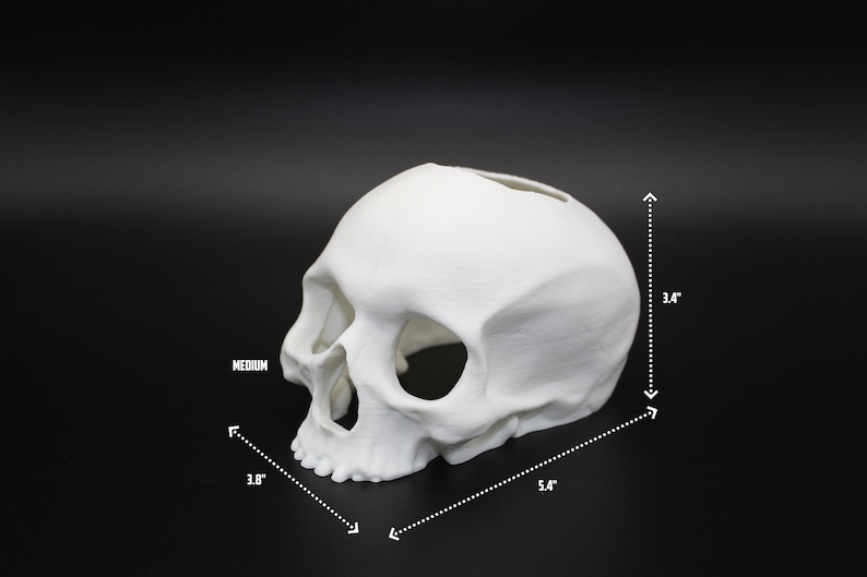Może przedstawiać: Biała plastikowa doniczka w kształcie czaszki, szerokość 9,7 cm, długość 13,7 cm i wysokość 8,6 cm.  MEDIUM jest napisane na doniczce.