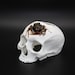 Skull Arachnid Amphibian Reptile Hide 
