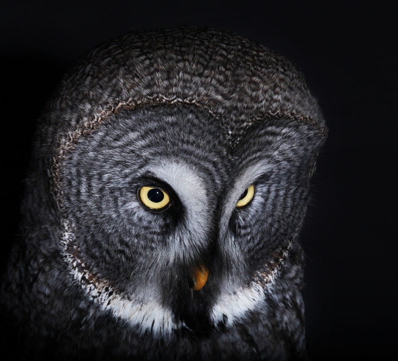 Celestial Owl 500 Teile Puzzle - Mystischer Eulenfalter Puzzle