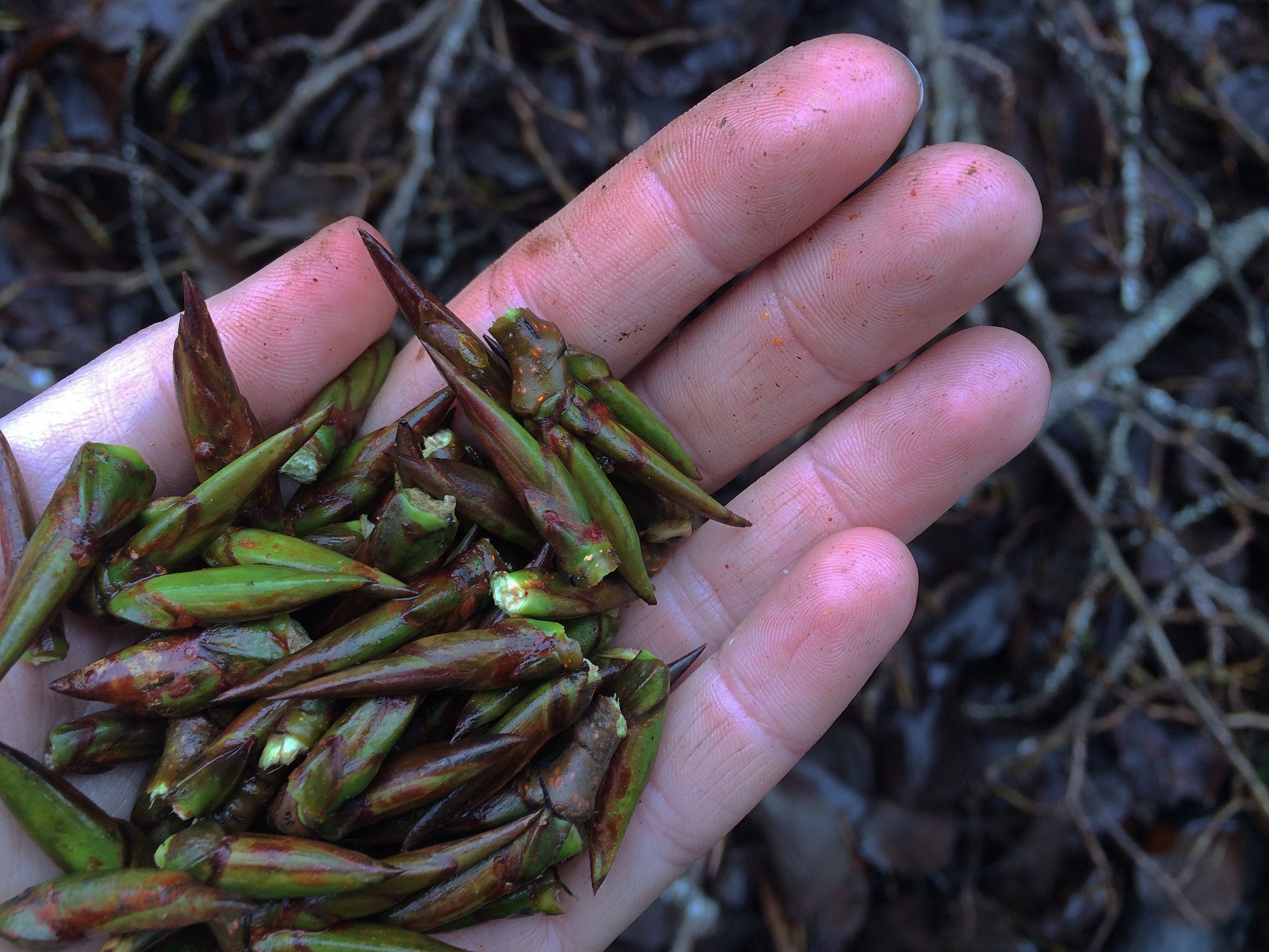 Cottonwood Bud Oil Roller Etsy