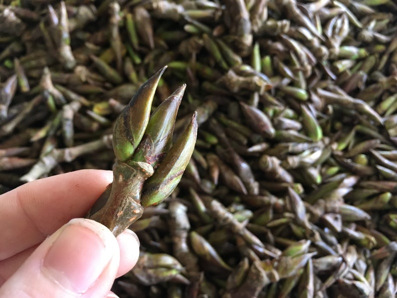 Cottonwood Buds FRESH 1 Pound PREORDER for January 2024 Etsy