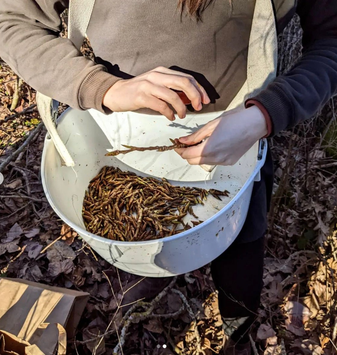 Cottonwood Bud Oil Roller Etsy