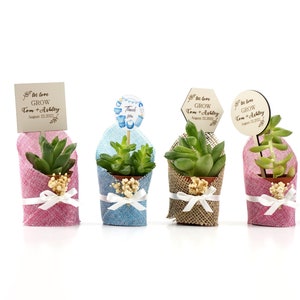 Succulent Gift, Live Succulent Favors for Guest, Succulent Pots for Wedding, Succulent Planter, Baby Shower Succulent Gift, Briadmaid Favors image 1