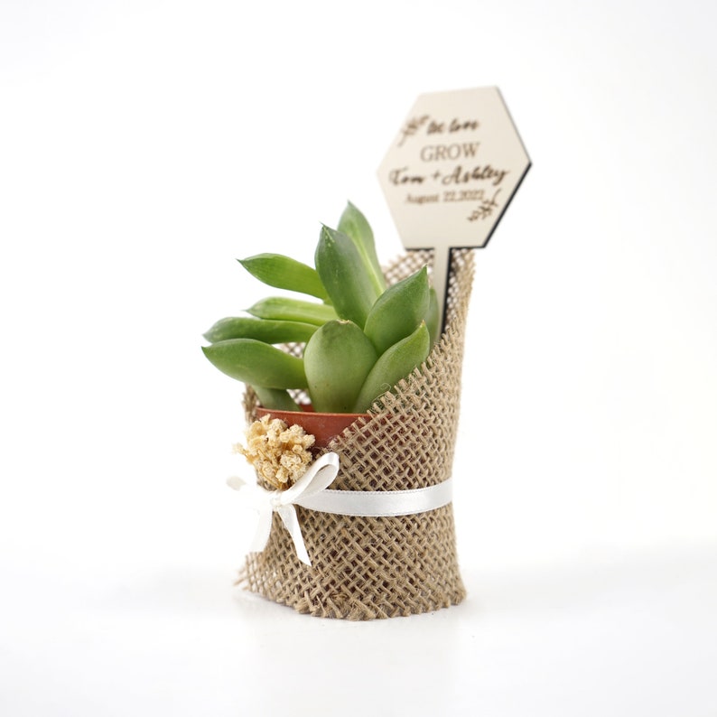 Succulent Gift, Wedding Favors for Guests, Succulent Bridal Shower,Personalized Burlap for wedding favors , Wedding Favors succulent image 4