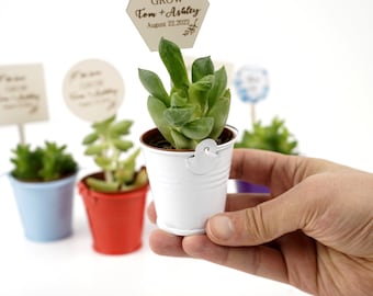 Wedding Favors, Succulent Gift, Succulent Wedding Favor for Guest in Bulk, Party Favors, Briedmaid Favors, Bridal Shower Favors
