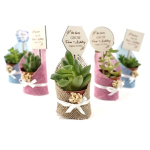 Succulent Gift, Wedding Favors for Guests, Succulent Bridal Shower,Personalized Burlap for wedding favors , Wedding Favors succulent image 6