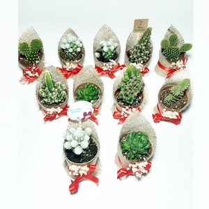 Succulent Gift, Live Succulent Favors for Guest, Succulent Pots for Wedding, Succulent Planter, Baby Shower Succulent Gift, Briadmaid Favors image 2