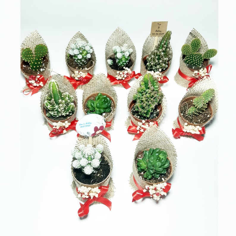 Succulent Gift, Live Succulent Favors for Guest, Succulent Pots for Wedding, Succulent Planter, Baby Shower Succulent Gift, Briadmaid Favors image 2