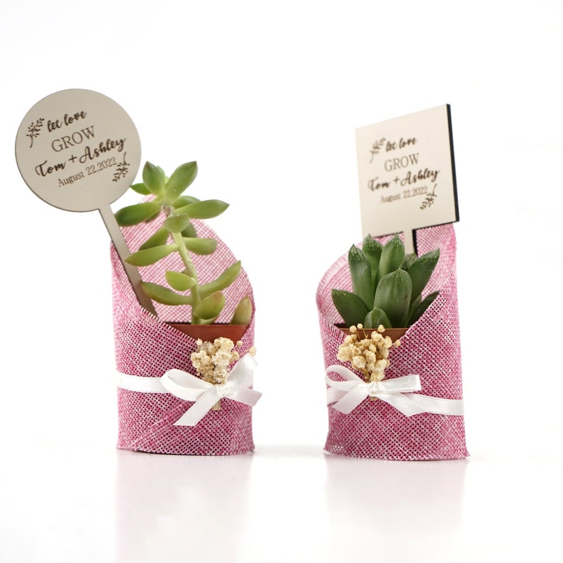Succulent Gift, Live Succulent Favors for Guest, Succulent Pots for Wedding, Succulent Planter, Baby Shower Succulent Gift, Briadmaid Favors image 4