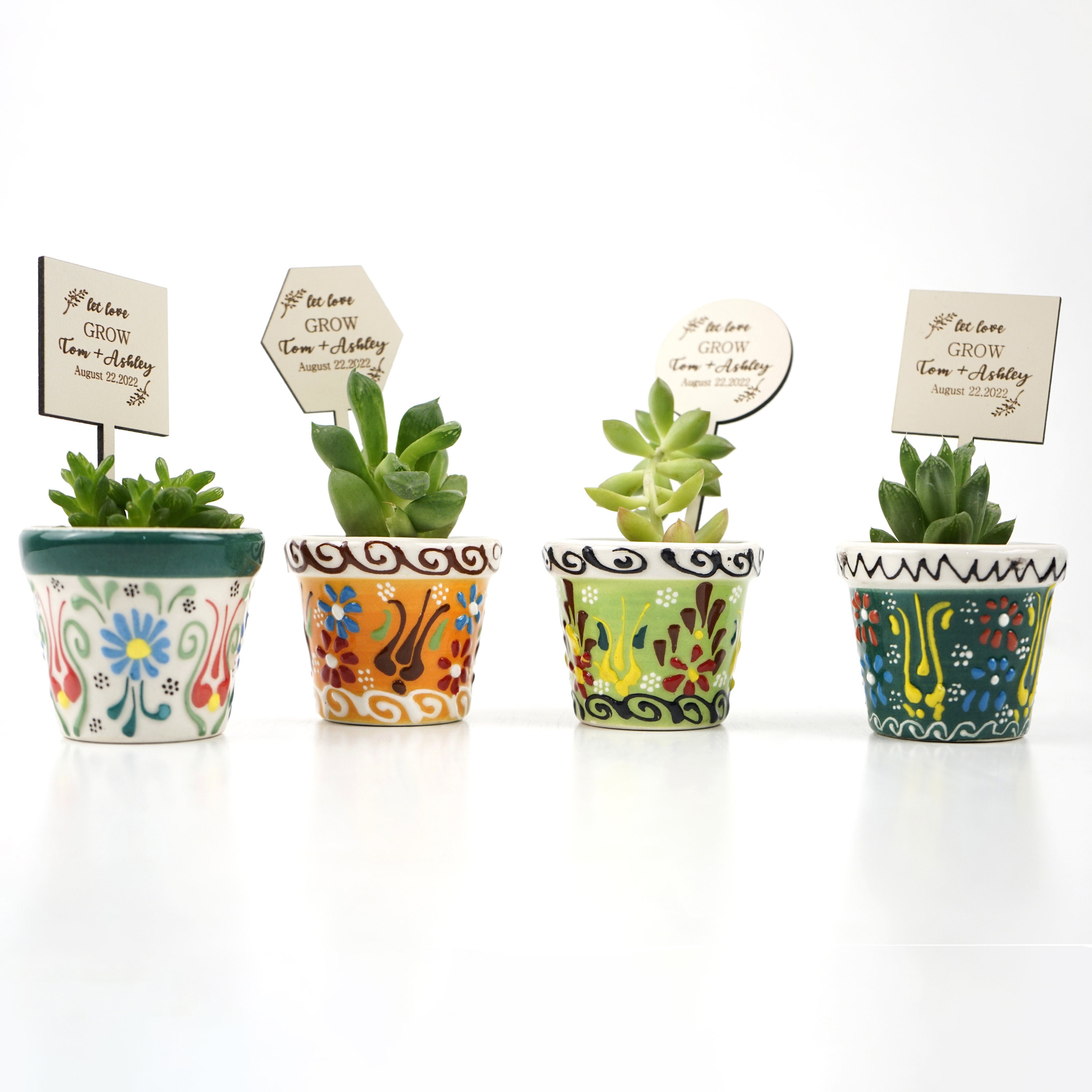 Aloe perfoliata - vendita piante grasse per indoor