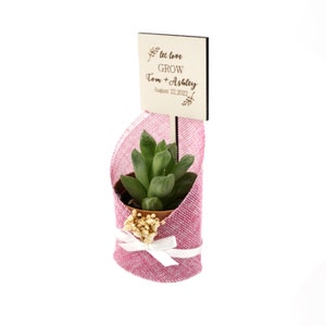 Succulent Wedding Favours, Baby Shower Favor,Succulent Gift, Succulent Bridal Shower, Wedding Favors, Wedding Favors for Guests image 7