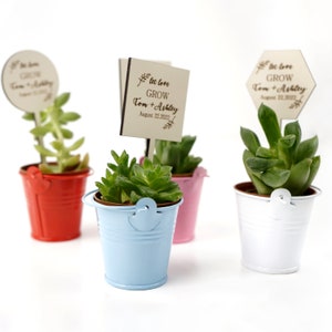 Succulent Wedding Favor for Guest Bulk, Tin Pail Mini Colorful Bucket with Handle, Wedding Favors, Succulent Gift,Party Favors