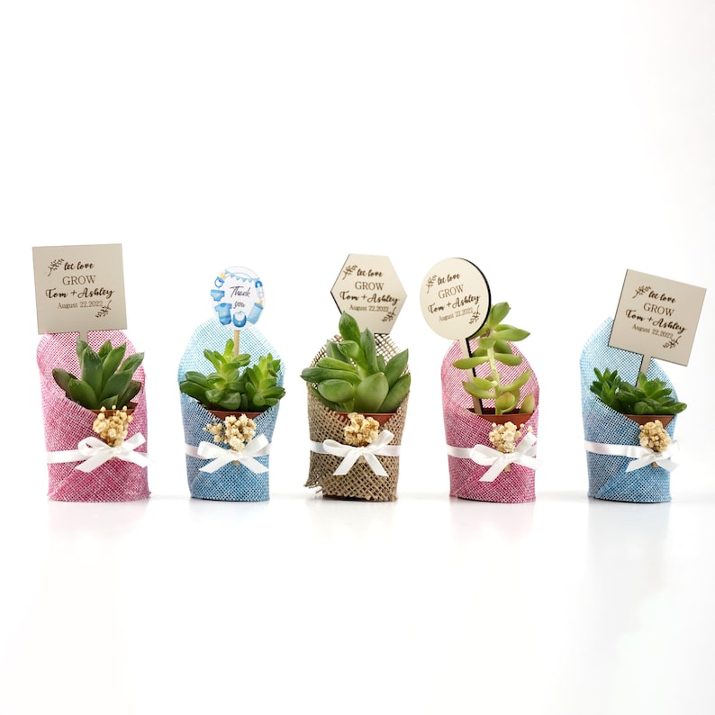 Succulent Gift, Live Succulent Favors for Guest, Succulent Pots for Wedding, Succulent Planter, Baby Shower Succulent Gift, Briadmaid Favors image 1