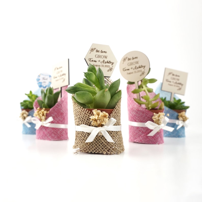 Succulent Gift, Live Succulent Favors for Guest, Succulent Pots for Wedding, Succulent Planter, Baby Shower Succulent Gift, Briadmaid Favors image 8