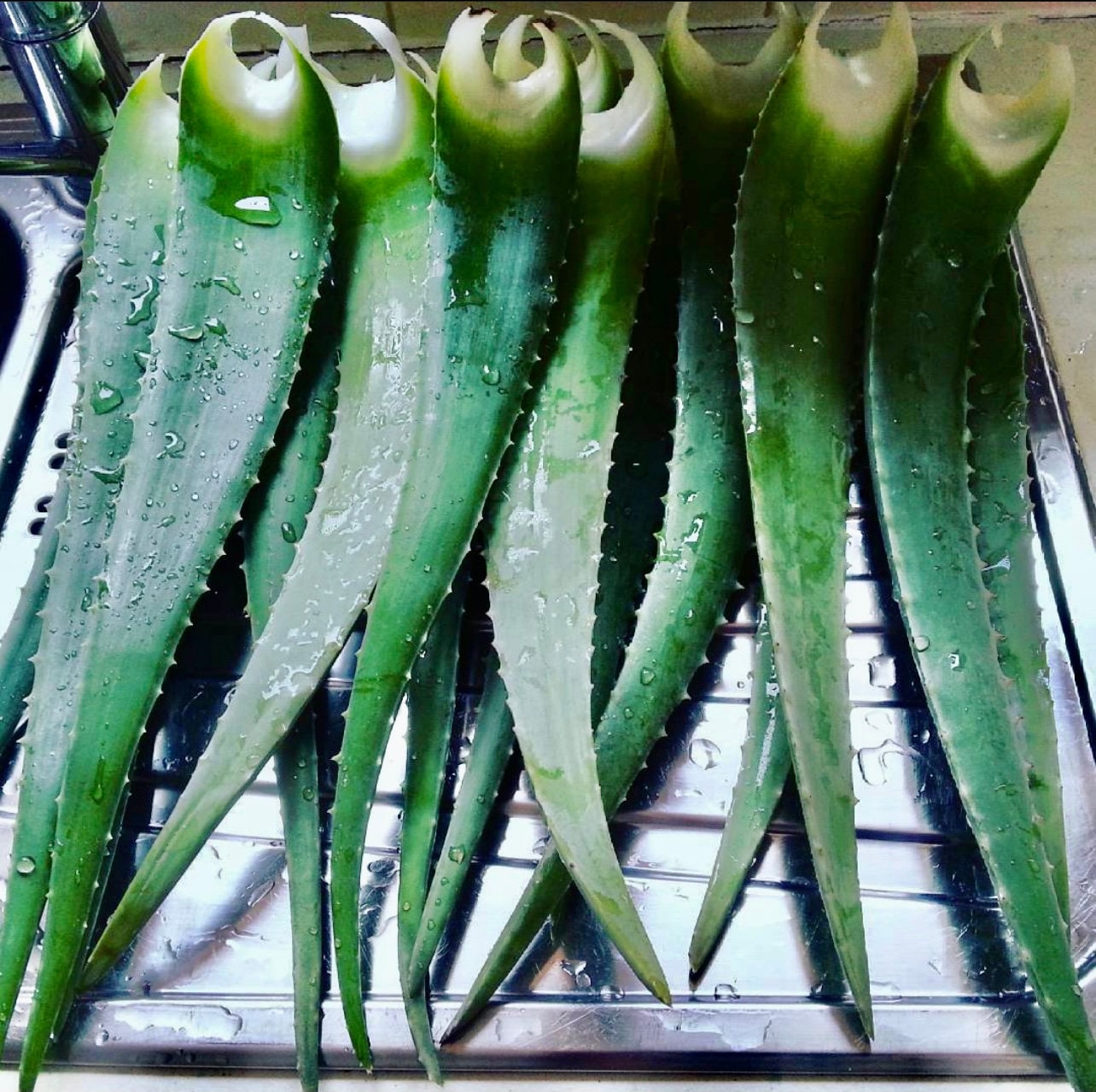 ORGANIC FRESH Aloe Vera Leaf various sizes Whole leaf Etsy