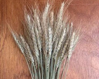 May include: A bunch of dried wheat stalks with light brown heads and green stems.