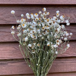 Dried Flowers, Dried White Flowers, Wedding Bouquet Flowers, Home Dried Decor