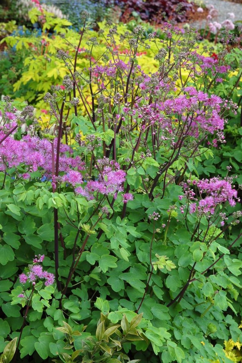 Thalictrum ‘Black Stockings’ Meadow Rue - Thumbnail 3