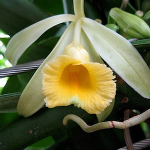 Organic Vanilla planifolia - Vanilla Orchid - Live Starter Plant - FREE SHIPPING!!!