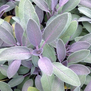 Organic Purple Garden Sage -Herb-Salvia officinalis &#39;Purpurascens&#39; -Live Starter Plant- FREE SHIPPING!!!