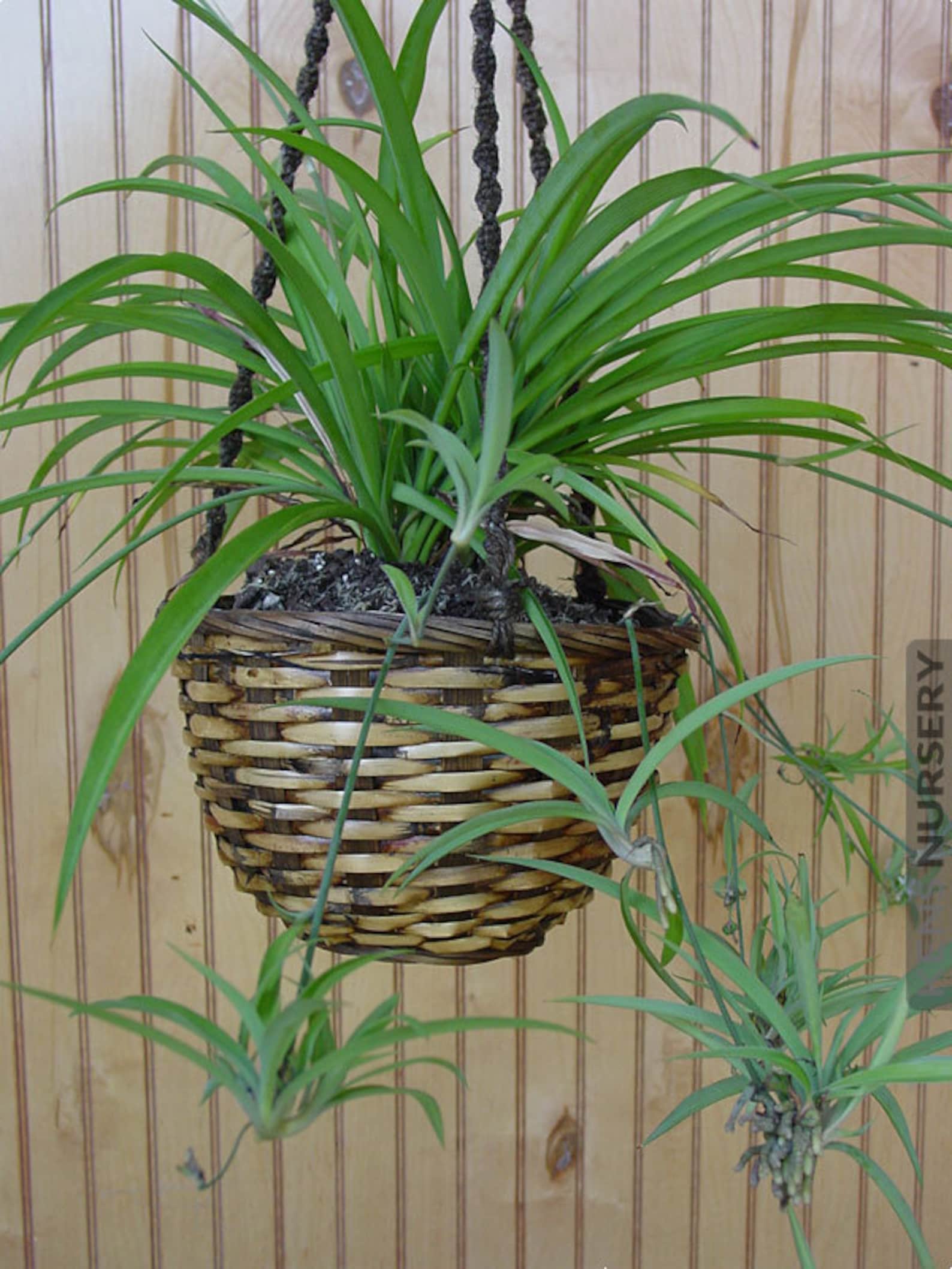 Spider Plant Indoor House Plant Live Potted Starter Plant Etsy