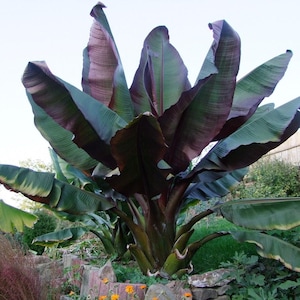 Ensete maurelii - Red Abyssian Banana - Live Starter Plant - FREE SHIPPING!!!
