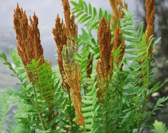 Royal Fern- Osmunda regalis- Shade Plant - FREE SHIPPING!!!